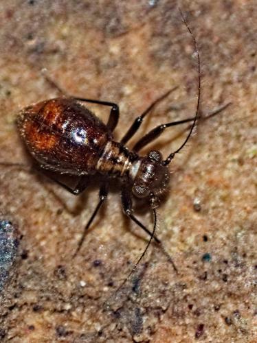 Réf. 350 013 : Bertkauia lucifuga